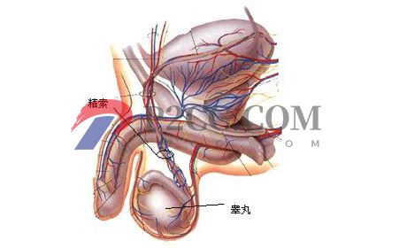 哪些睾丸问题能引起男性不育？