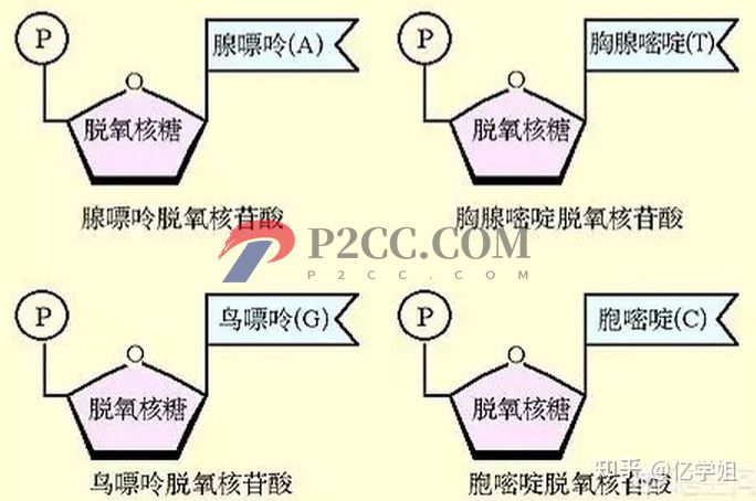 查出染色体异常对生孩子有什么影响(图3)