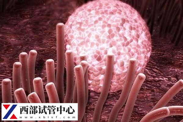 宫腔环境好鲜胚移植更容易成功